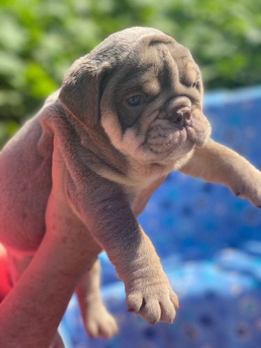 Perros Bulldog Ingles Lilac Tri Exotic Cachorros Disponibles