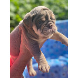 Perros Bulldog Ingles Lilac Tri Exotic Cachorros Disponibles