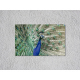 Canvas Cuadro De Pavo Real