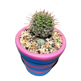 Maceta Cactus Mammillaria Spinosissima