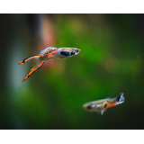 Guppy Endler Híbrido  (poecilia Wingei)  - Casal