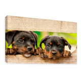 Cuadro Decorativo Canvas Moderno Perro Rottweiler Cachorro