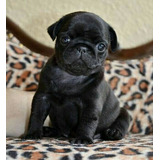 Cachorro Pug Carlino! 24