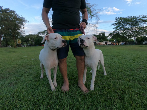 Dogo Argentino Cachorros