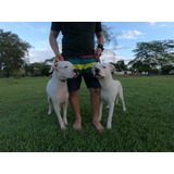 Dogo Argentino Cachorros