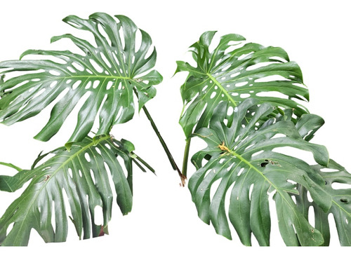 Monstera Costilla De Adán 