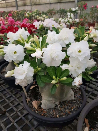  Adenium Rosa Del Desierto Blanco Nube