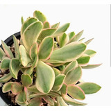 Crassula Monkey Maker Suculenta Colección N°10