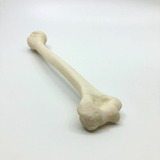 Húmero - Impresión 3d - Anatomía - Stock Disponible