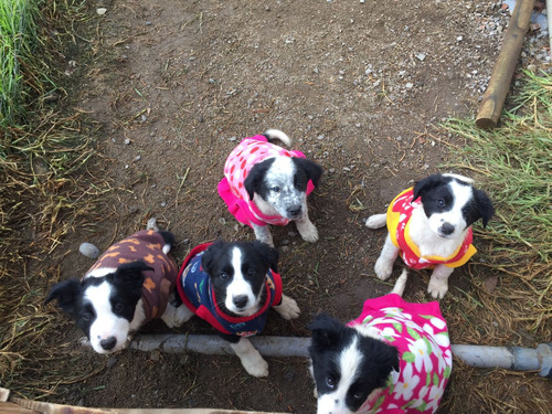 Cachorros Border Collie, Padres Inscritos