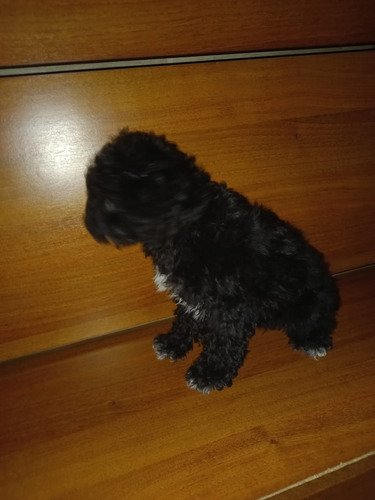 Caniche Negro Mini Toy