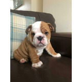 Perros Cachorros Bulldog Inglés Bull Dog Ingles Perritos 