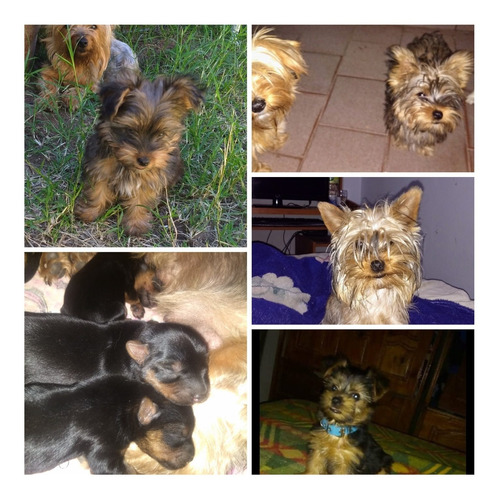 Cachorras Yorkie Terrier 