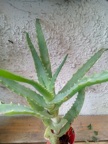 Aloe Arboresces Planta Feng Shui Protección Terraza Balcon