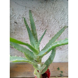 Aloe Arboresces Planta Feng Shui Protección Terraza Balcon