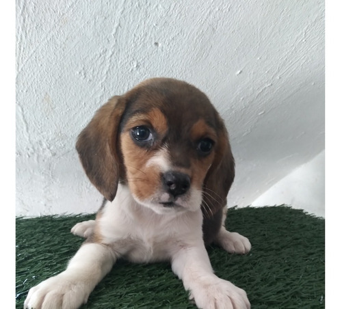 Beagle Tricolor Puebla