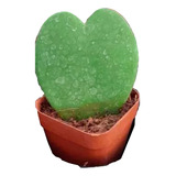 Hoya Kerry M6 Suculenta Trepadora Planta Corazón Greenonline