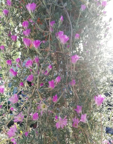 Planta Colgante Manto De Virgen 