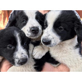 Cachorros Border Collie De Padres Inscritos