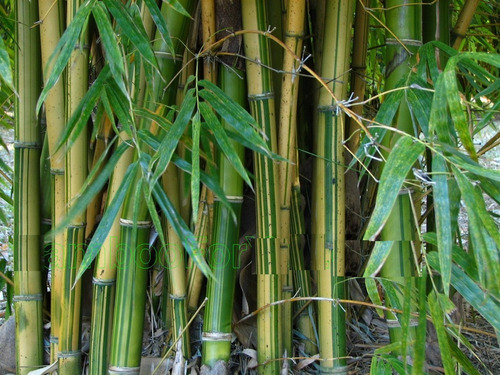 12 Semillas De Bambusa Araundinacea - Bambu Bamboo Cod. 1311