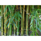 12 Semillas De Bambusa Araundinacea - Bambu Bamboo Cod. 1311