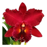 Orquídea Cattleya Vermelha Clone (s-081)