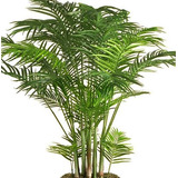 Areca Palmera Tupida Oficina Hogar Naturaleza Activa