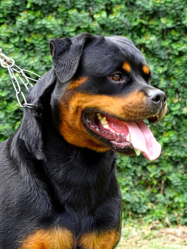 Cachorros Rottweiler Puros 