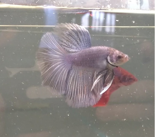 Betta Macho Hm 03 Pez Tropical 