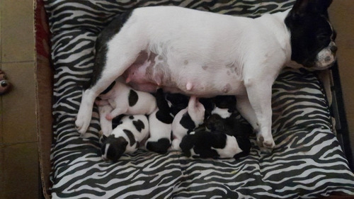 Cachorros Bulldog Frances Puros 100%padres A La Vista. 