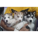 Cachorritos Husky Siberiano Adorables 