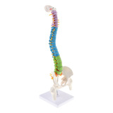 * Modelo De Columna Vertebral Y Fémur De Tamaño Natural Con