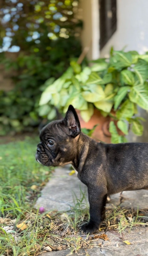 Cachorros Bulldog Francés 