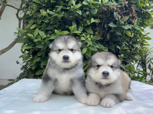 Cachorros Alaska Malamute Bogotá Animal Pets Colombia 