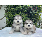 Cachorros Alaska Malamute Bogotá Animal Pets Colombia 