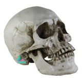 6 Cráneo Grandes Realista Humano Calavera Decoración Estudio