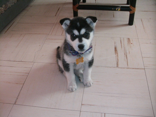 Hermosos Cachorros Husky Siberiano. 