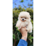 Pomerania Mini Tipo Oso Bogota Cali Pereira Medellín