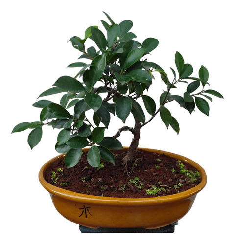 Bonsai De Ficus Retusa