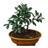 Bonsai De Ficus Retusa