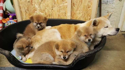 Filhotes Raça Akita Inu Envio Todo Brasil *pedigree E Microc