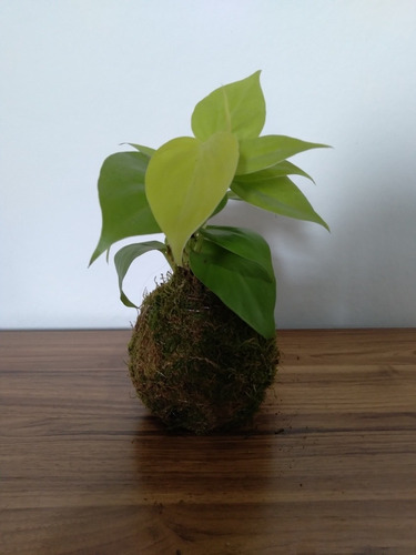 Kokedama Cordatum Lemon - Planta De Interior 