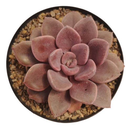 Suculenta Graptoveria Debbie