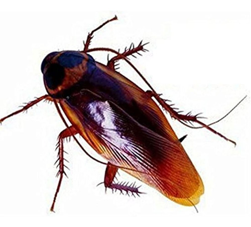 Falsos Plástico Cucaracha Escorpión Insectos Broma