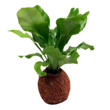 Kokedama Mini Helecho Liso