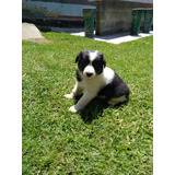 Cachorros Border Collie Tradicional