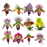 5 Mudas Orquidea Sapatinho Paphiopedilum Pronta Entrega