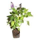 Salvia Violeta  Guaranitica Planta Nativa Para Colibríes