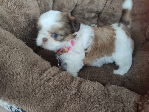 Cachorra Shih Tzu Mini Disponibles Shitzu Ojos Azules Perros