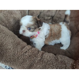 Cachorra Mini Shih Tzu Disponible Shitzu Ojos Azules Perro